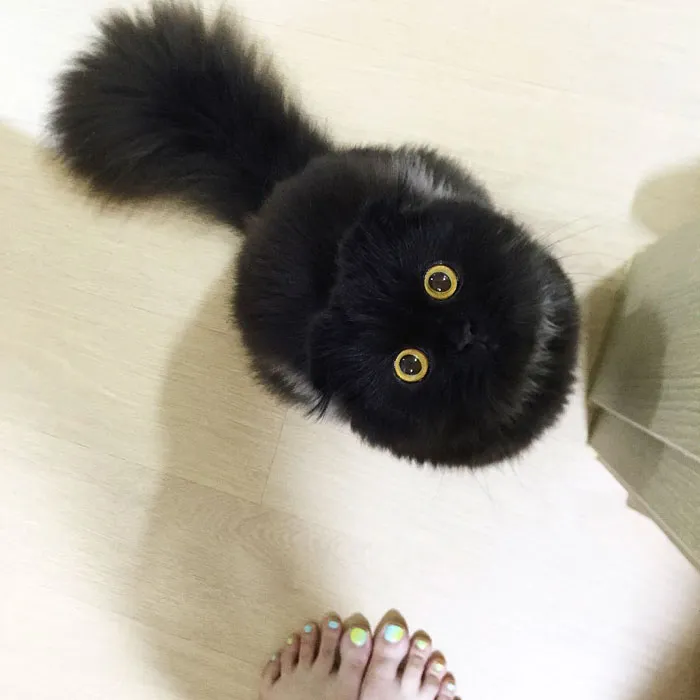 This Furball Looks Like Studio Ghibli’s Soot Sprite (104 Pics)