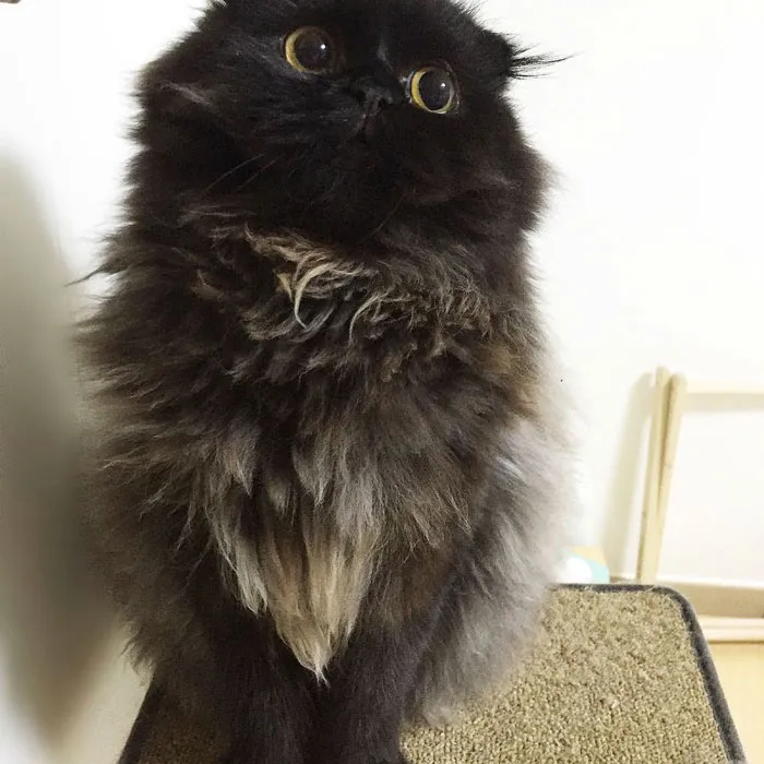 This Furball Looks Like Studio Ghibli’s Soot Sprite (104 Pics)