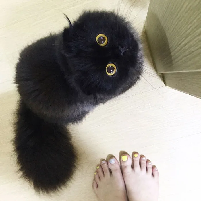 This Furball Looks Like Studio Ghibli’s Soot Sprite (104 Pics)