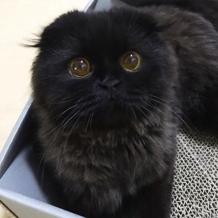 This Furball Looks Like Studio Ghibli’s Soot Sprite (104 Pics)