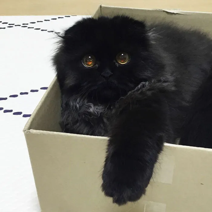 This Furball Looks Like Studio Ghibli’s Soot Sprite (104 Pics)