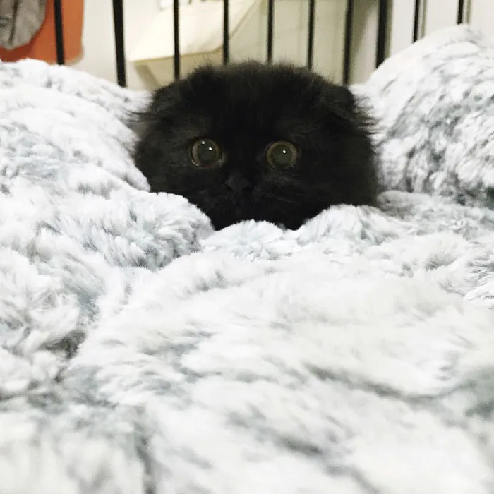 This Furball Looks Like Studio Ghibli’s Soot Sprite (104 Pics)