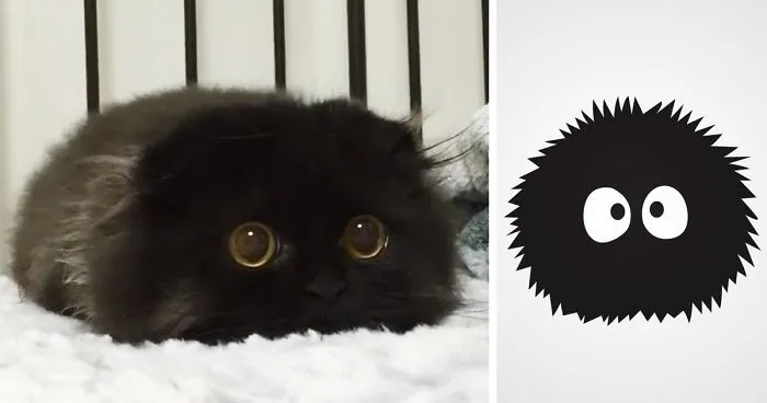 This Furball Looks Like Studio Ghibli’s Soot Sprite (104 Pics)