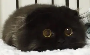 This Furball Looks Like Studio Ghibli’s Soot Sprite (104 Pics)