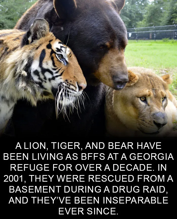 50 Of The Happiest Facts Ever That'll Make Your Day