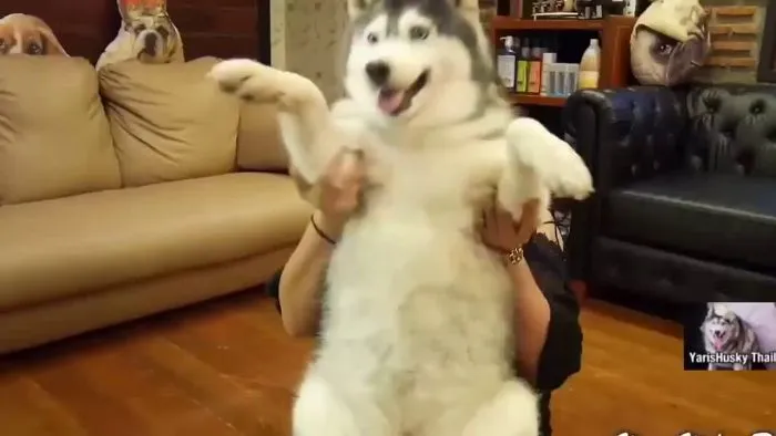 Happy New Year 2017 With Husky - I Wish Everyone Could Be Happy