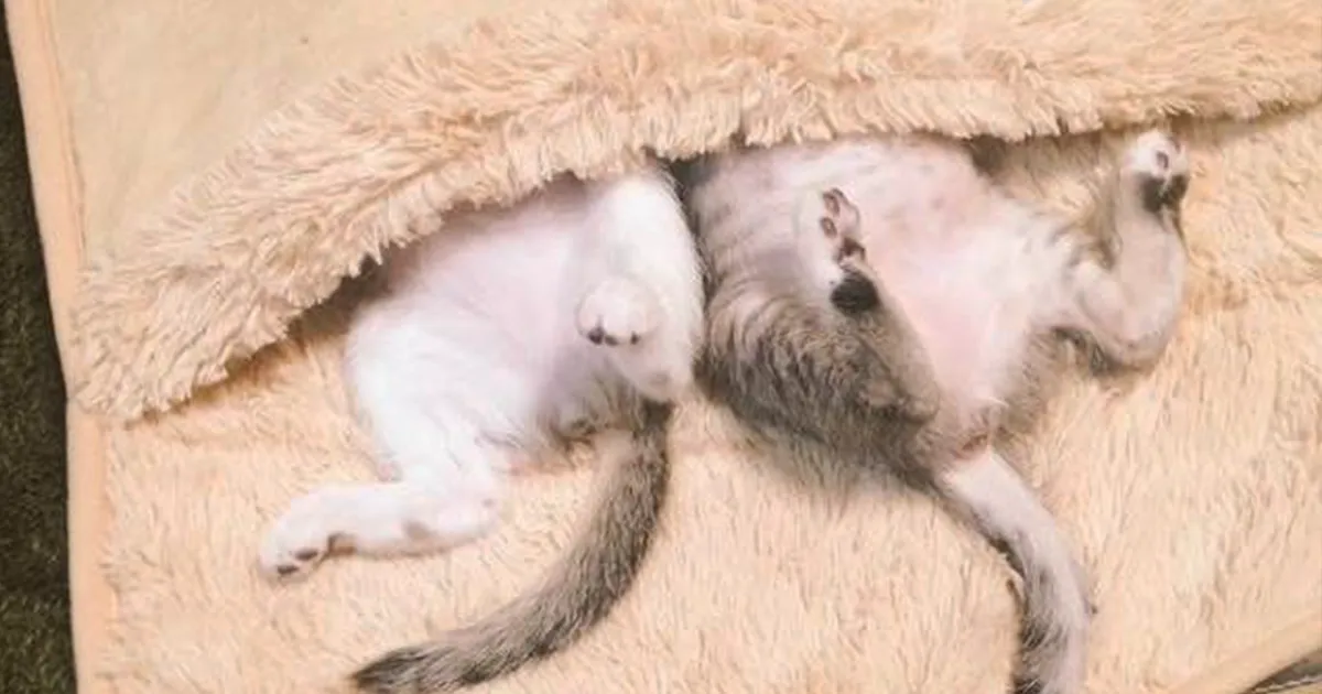 Estos gatitos descubrieron un calientapiés y es lo más adorable