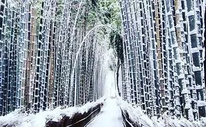 Rare Heavy Snowfall Turns Kyoto Into Winter Wonderland, And The Photos Look Absolutely Magical