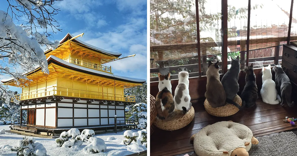 Cae una inmensa nevada en Kyoto, transformándolo en un paraíso invernal lleno de mágicas imágenes