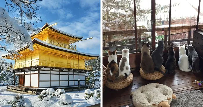 Rare Heavy Snowfall Turns Kyoto Into Winter Wonderland, And The Photos Look Absolutely Magical