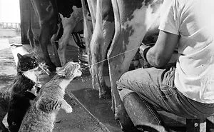 109 Of The Most Heartwarming Historic Photos Ever