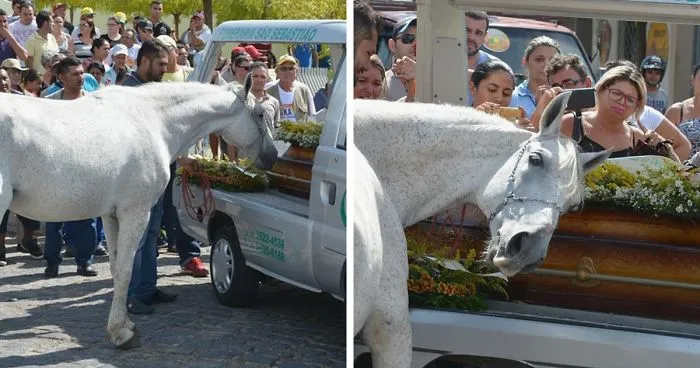 This Horse Saying Goodbye To Best Friend At His Funeral Will Break Your Heart