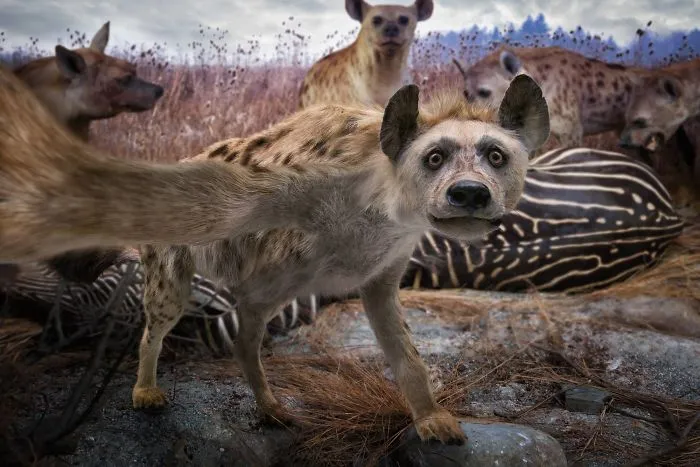 The Hyena's Selfie