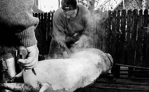 The Last Pig Of Them All - Ignatius In Romania