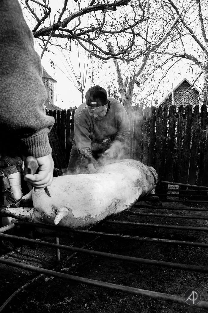 The Last Pig Of Them All - Ignatius In Romania
