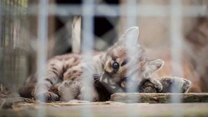 Young Cougar And Mother Playing Together