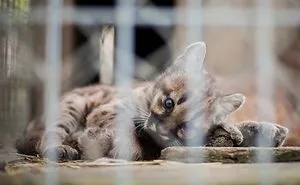 Young Cougar And Mother Playing Together