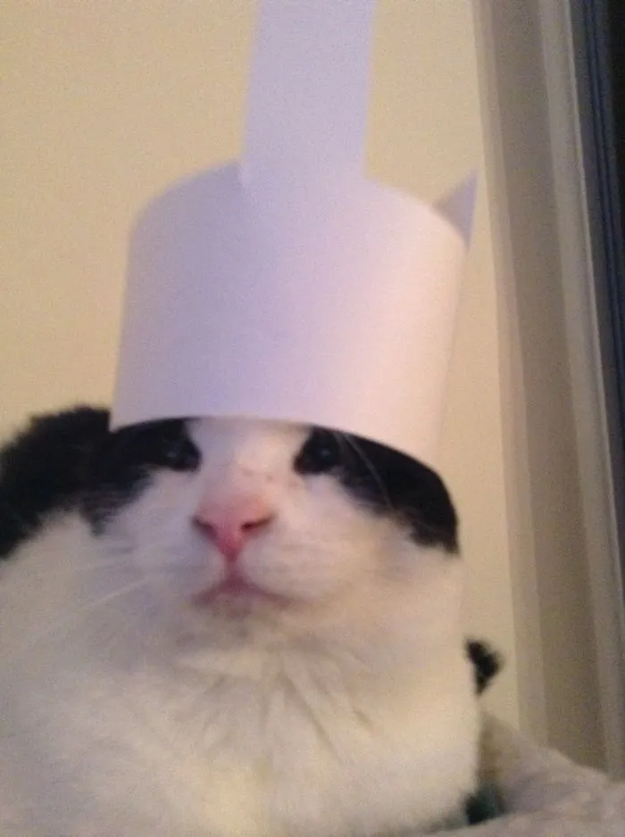 Kitty Kitty