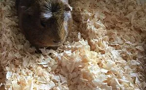 My Guinea Pig 6 Months!!