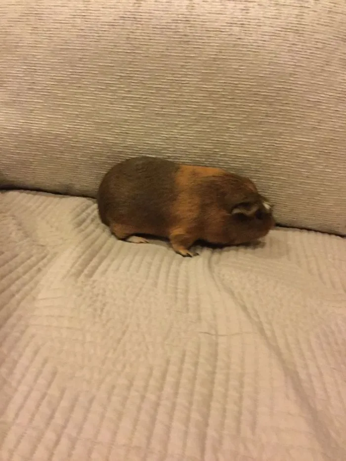 My Little Dude