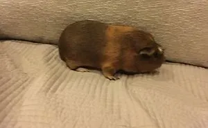 My Little Dude