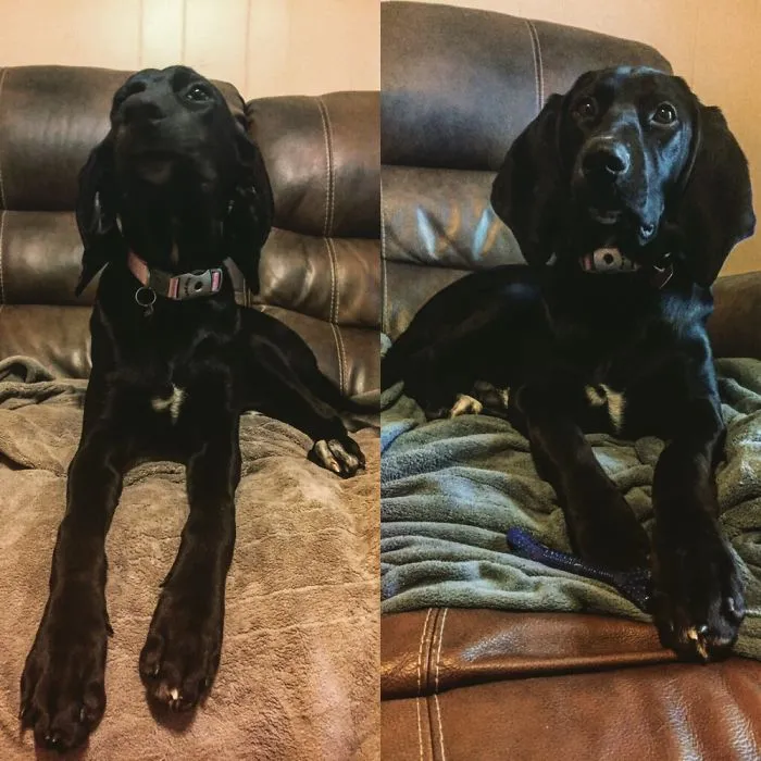 My Fur Babies