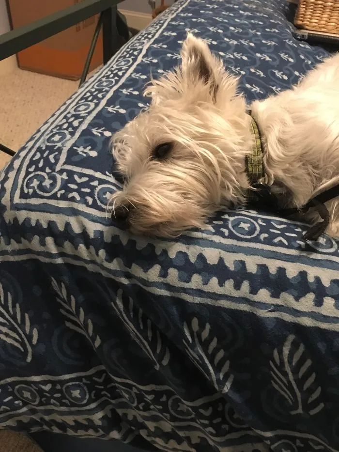 Before And After "Good Boy!"