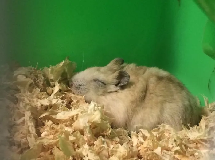 Nice Dream.