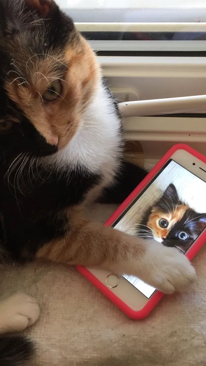 Because Cats....right?