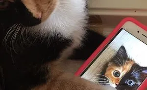 Because Cats....right?
