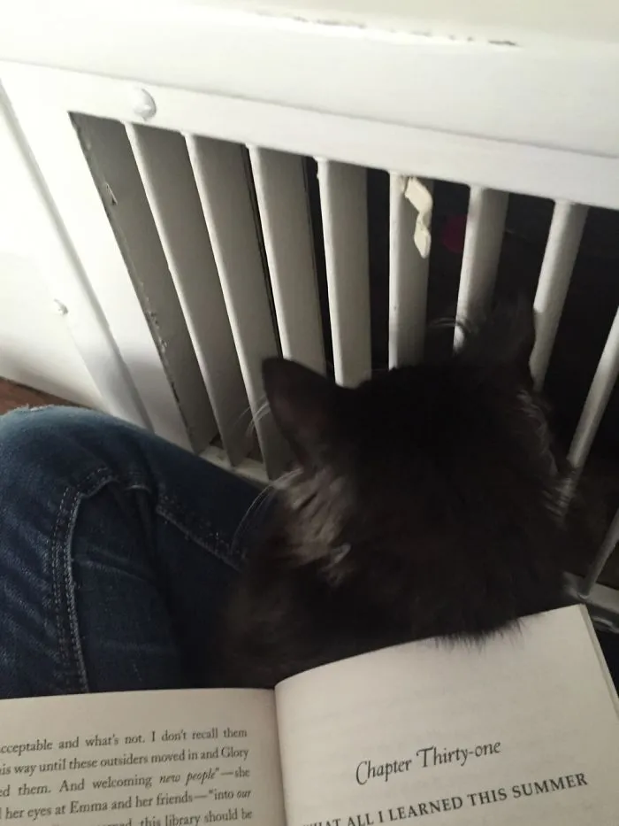 Kittens Being Funny