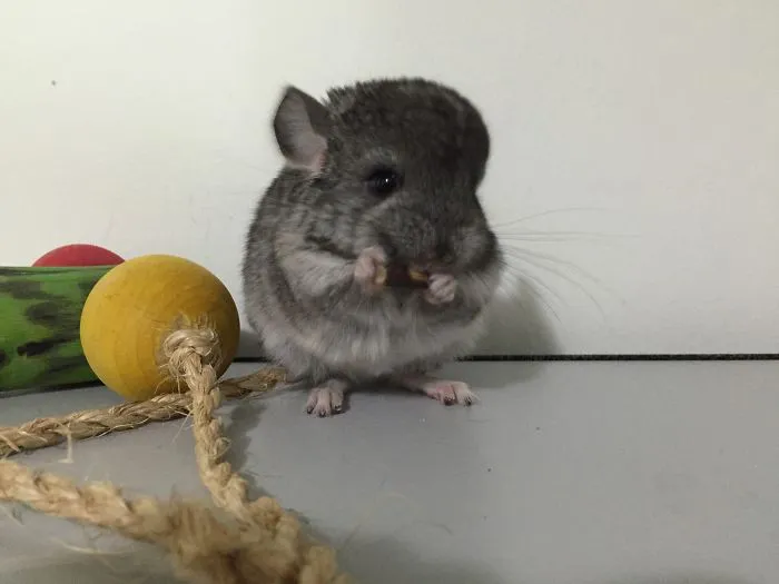 Mini Apple Stick For Mini Me
