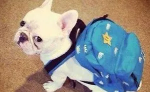 Adorable Dogs