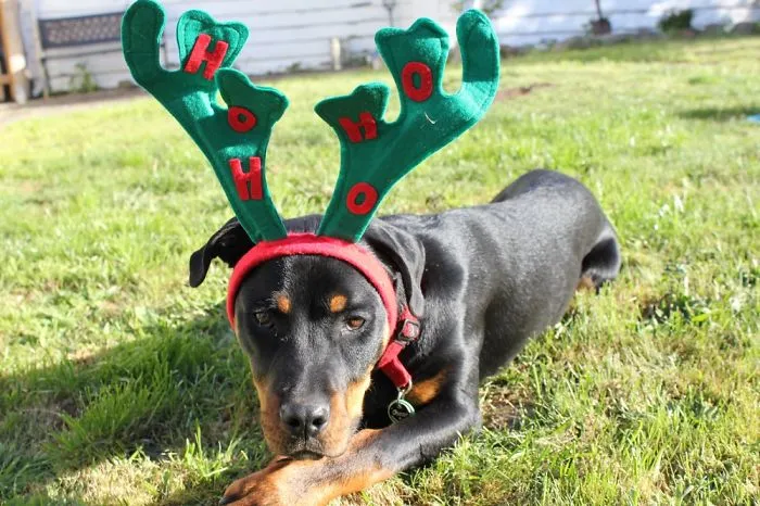 I Take Embarrassing Christmas Photos Of My Dog Each Year To Use As Greeting Cards And Gift Tags.