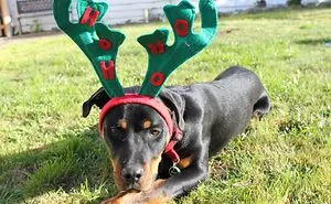 I Take Embarrassing Christmas Photos Of My Dog Each Year To Use As Greeting Cards And Gift Tags.