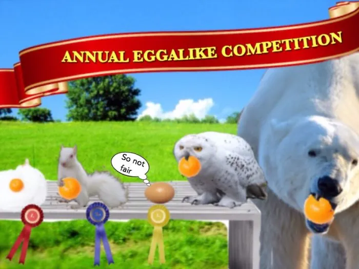 The Contestants