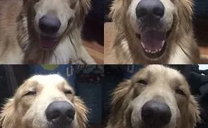 Smiling Dog