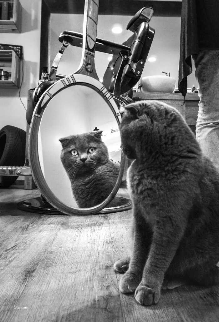 Matisse At The Barber Shop