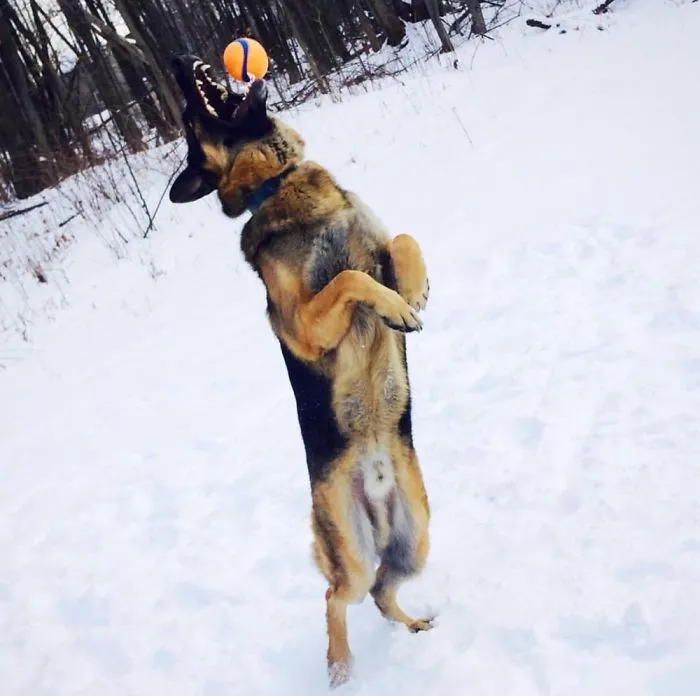 Maximus Pose