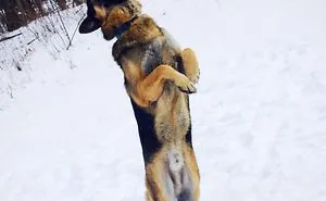 Maximus Pose