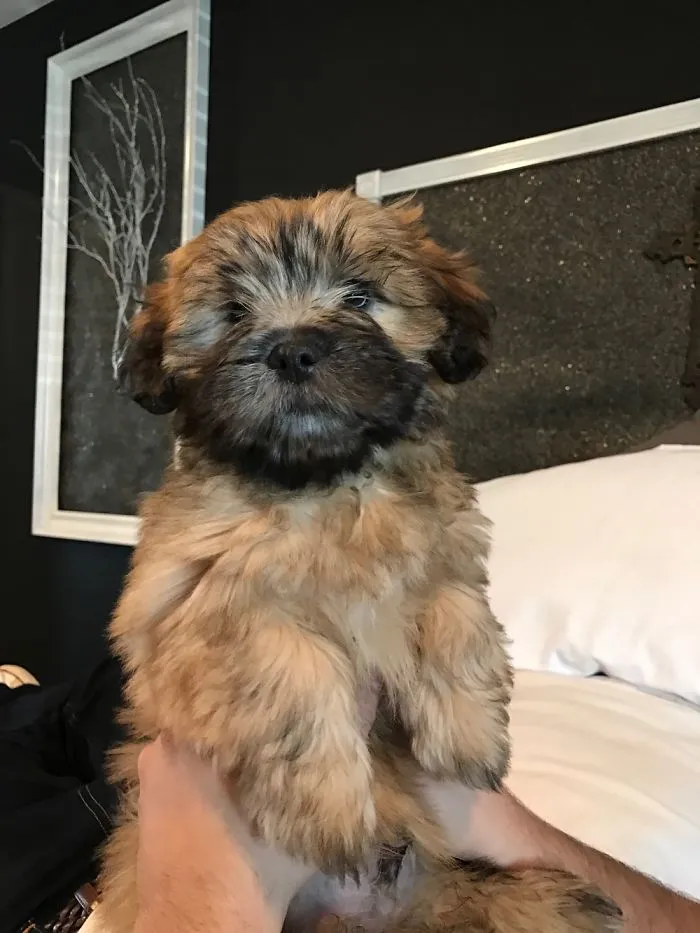 Toby Puppy