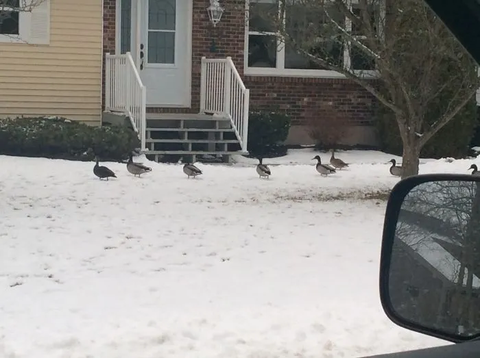 Ducks Being Cool On Our Street