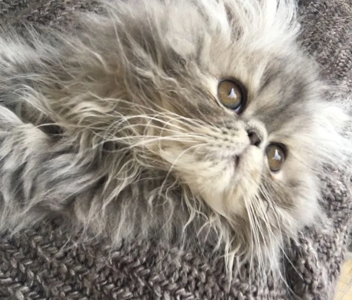 Persian Kitty