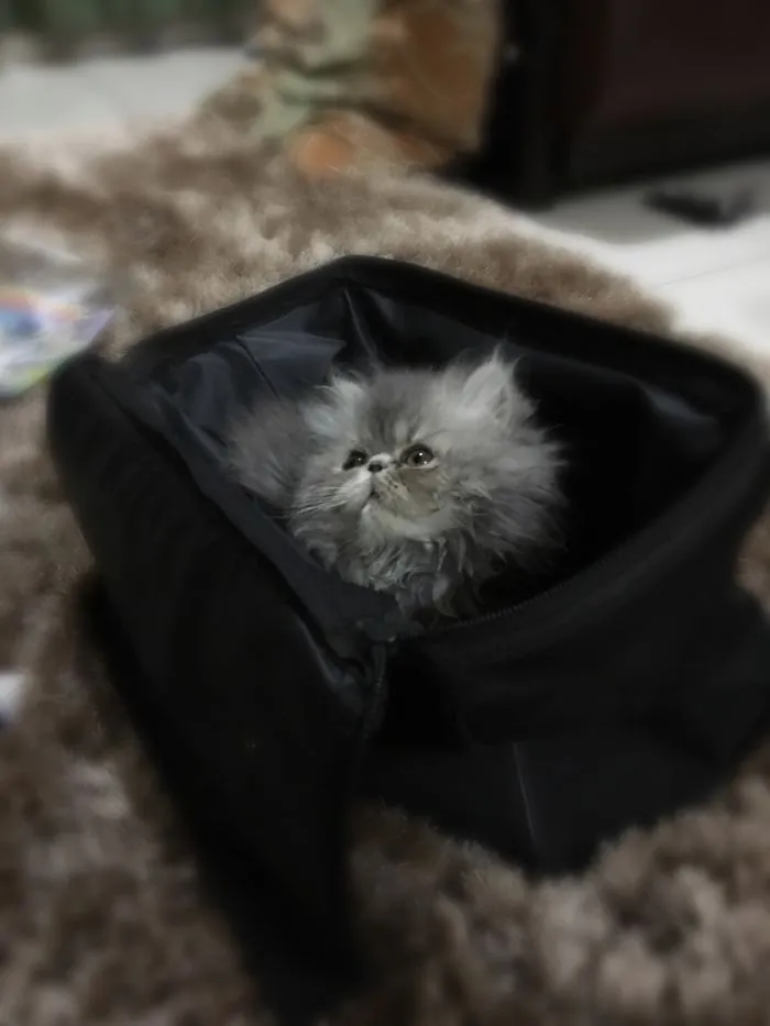 Persian Kitty