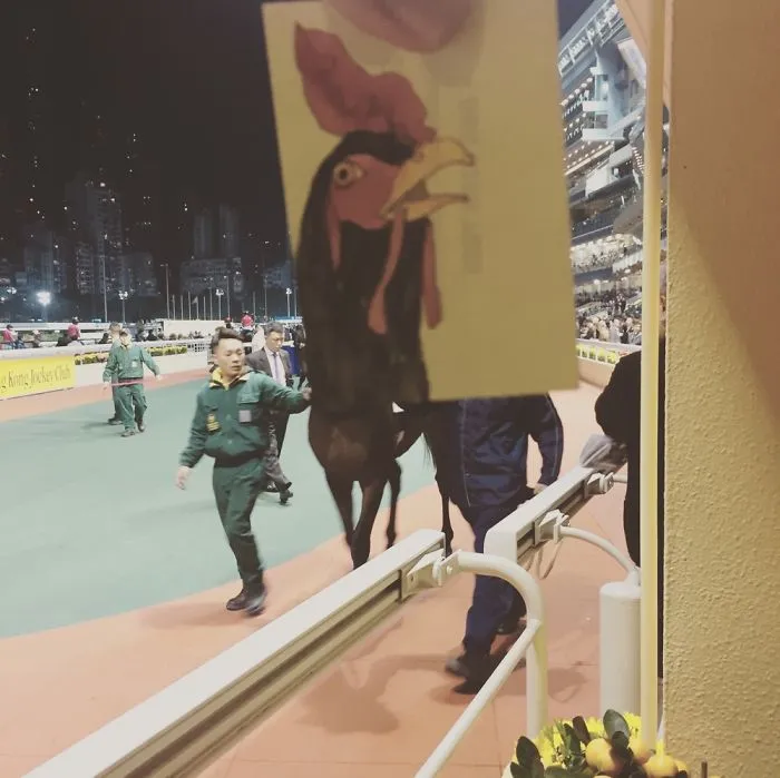 Horse Cock