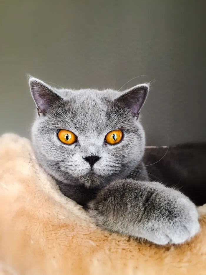 Magical Eyes