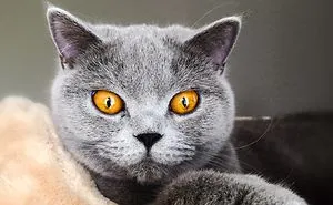 Magical Eyes