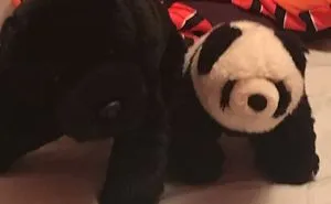 Best Friends Forever