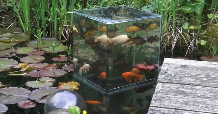 Have You Ever Seen An Inverted Aquarium?