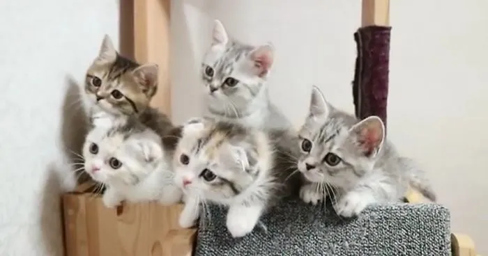 Purrfect Sync
